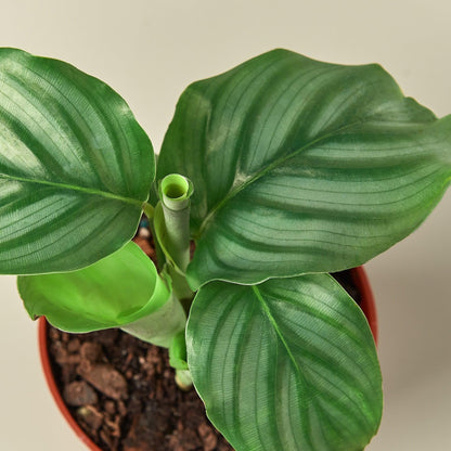 Calathea 'Orbifolia' | Live Plant for Indoor & Outdoor | for Living Room, Office, Bathroom | (4" Pot)