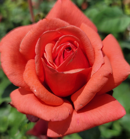 Fragrant Cloud Coral Rose Bush, Rose Bushes Ready to Plant, 2 Quart Pot, Plant Gifts, Roses Live Plants (Coral-Red, Fragrant Cloud Rose)
