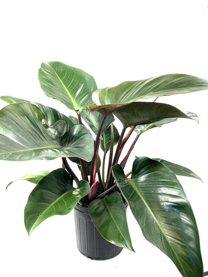 Philodendron Congo Rojo - Live Plant in an 10 Inch Growers Pot - Philodendron ‘Rojo Congo’ - Beautiful Indoor Outdoor Air Purifying Houseplant