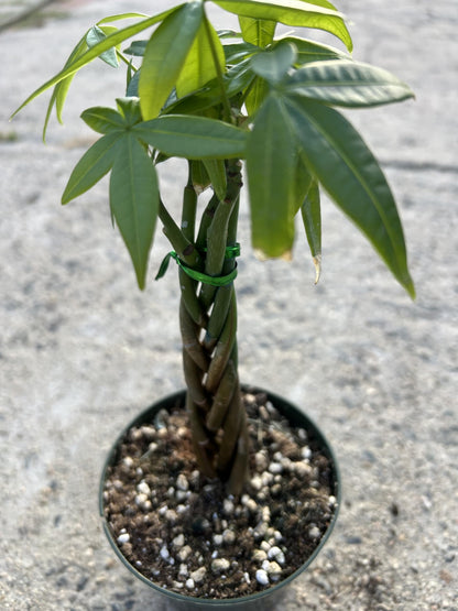 Live Money Tree Plant, 5 Braided Pachira Aquatica in 4 Inch Pot, Indoor Green Plant with Soil, Low Water Requirements, Bright Indirect Light