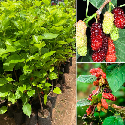 Mulberry Tree Live Plant, 5 to 8 Inch Tall, Sweet Mulberry Plant Live Seedling, No Pot, Edible Mulberries Fruit Tree Plant (Red Mulberry)