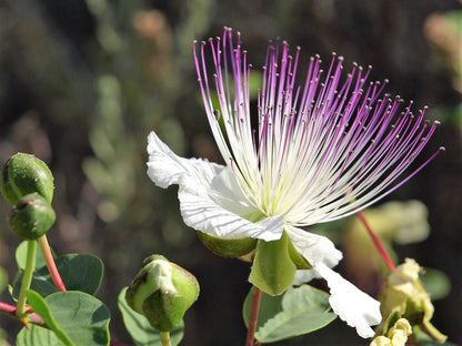 Easy to Grow Caper Bush 1 Plant - Potted Culinary Shrub in a Quart Pot, Summer Fragrant Flowers in Sun - Drought, Heat & Poor Soil Tolerant