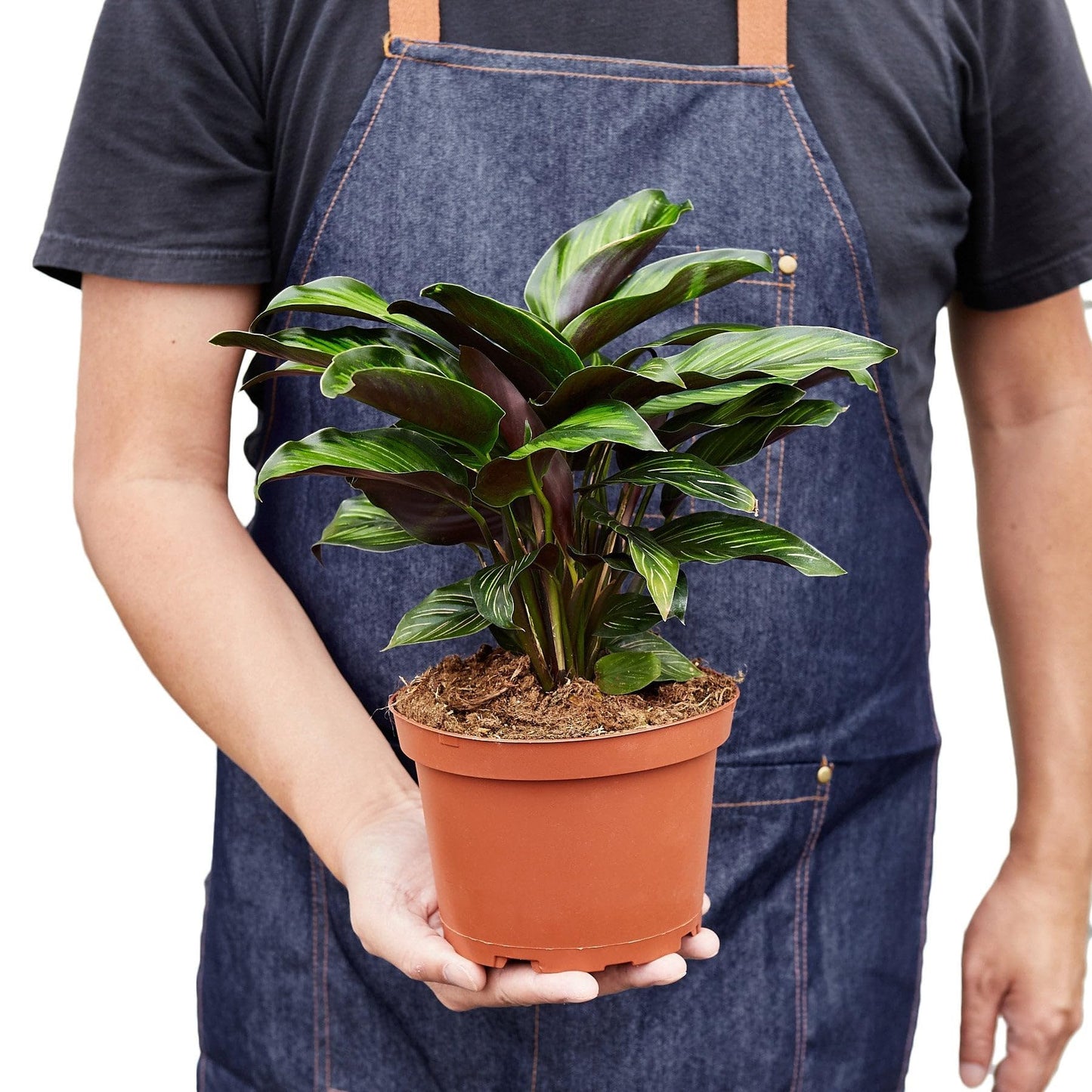 3 Pack Calathea 'Beauty Star' in 4in Pot - Live Plants Tropical Houseplants | Variegated | USA Growers | The Snobby Leaf