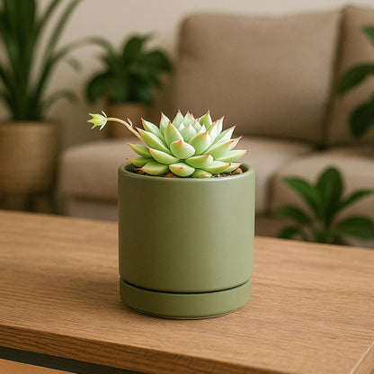 D'vine Dev Set of 4 Small Ceramic Plant Pots, 3.5 Inch Succulent Planter Pot for Plants with Drainage Hole and Saucer, Olive, 94-X-A-0
