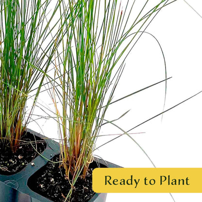 3 Pink Muhly Grass – Ornamental Perennial Grass with Cotton-Candy Pink Plumes for Borders & Mass Planting (Muhlenbergia capillaris) in 2.5″ Cubes, Live Plants