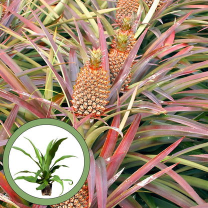Generic Florida Special Pineapple Starter Plant, Natural