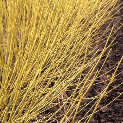 Proven Winners Arctic Fire Yellow Dogwood (Cornus stolonifera) Live Plant, 4.5" Qt, 4 Pack