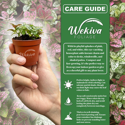 Tricolor Polka Dot Plant - Live Plant in a 2 Inch Growers Pot - Hypoestes Phyllostachya - Compact Colorful Tropical Beauty Mosaic Foliage
