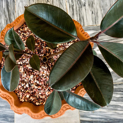 PERFECT PLANTS Rubber Plant Ficus Elastica 'Burgundy' with 6in.Midnight Blue Decor Pot, Live Indoor Houseplant Unique Home Décor