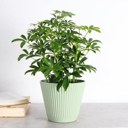 Thorsen's Greenhouse Live Arboricola Umbrella Tree Plant, Schefflera Arboricola, Natural Air Purifier, Easy to Grow, Live Indoor Houseplant, 6-inch Diameter (Sage (6" Pot))