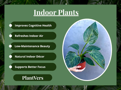 PLANTVERS Variegated Philodendron in 4" Grow Pot – Live Indoor Houseplant with Striking Variegated White-Striped Foliage – Easy Care Tropical Plant – Air Purifying Decorative Houseplant