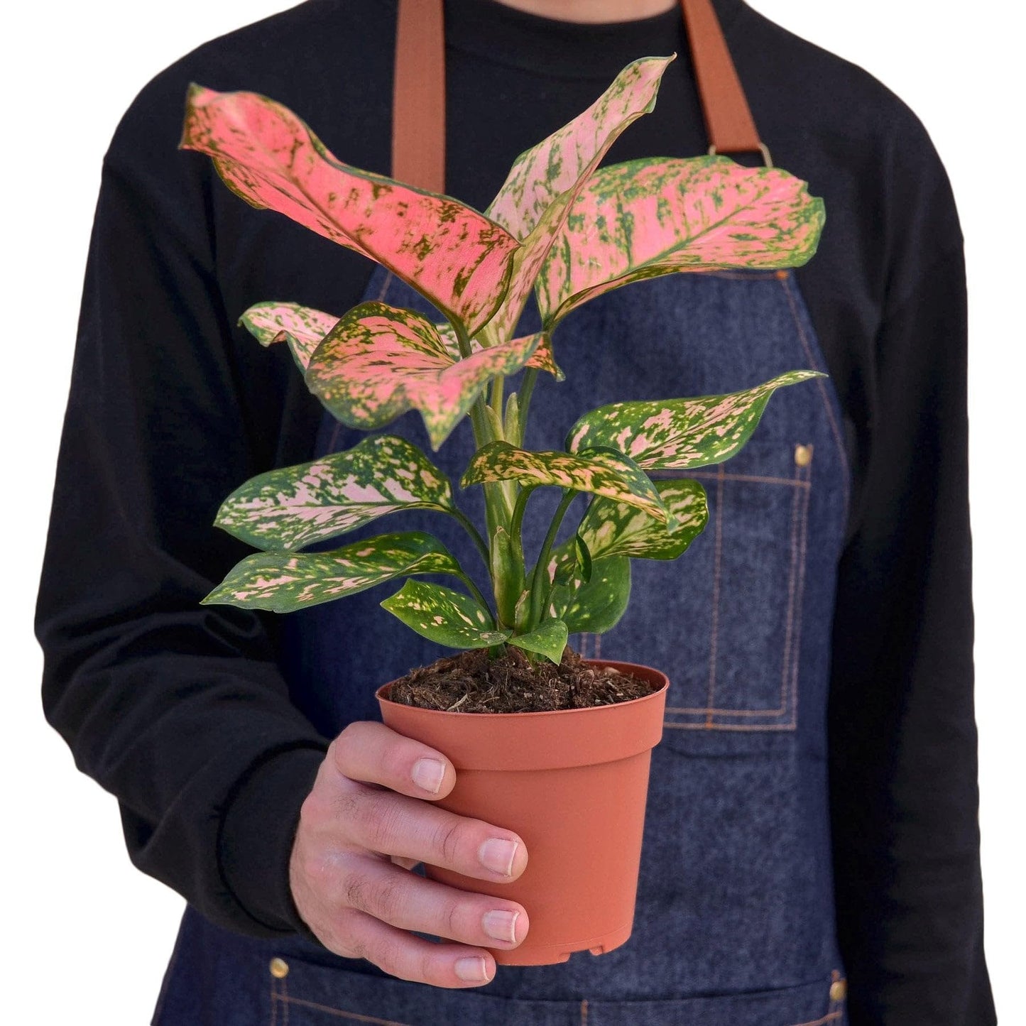 Chinese Evergreen 'Lady Valentine' in 6in Pot - Live Plants Tropical Houseplants | Variegated | USA Growers | The Snobby Leaf