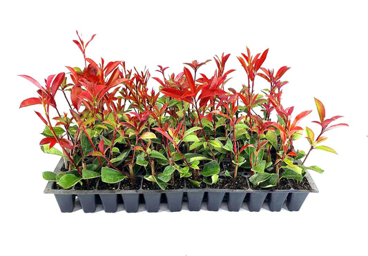 Red Tip | 20 Live Plants | Photinia Fraseri | Evergreen Shrub, Fast Growing Privacy Hedge, Year-Round Color, Low Maintenance, Ornamental Foliage, Ideal for Landscaping, Dense Growth