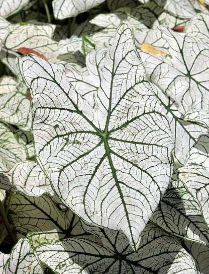White Candidum Senor Caladium Bulbs for Planting - Perennial Hosta, Elephant Ears, Bulbs are 1.5-2.5" in Diameter (5 Bulbs)