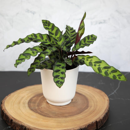 Pet Safe Live Prayer Plant Calathea Collection (3PK) in 4 Inch Pots, Pet Friendly Houseplants, Rattlesnake Plant, Orbifolia, Non-Toxic Houseplant Mix