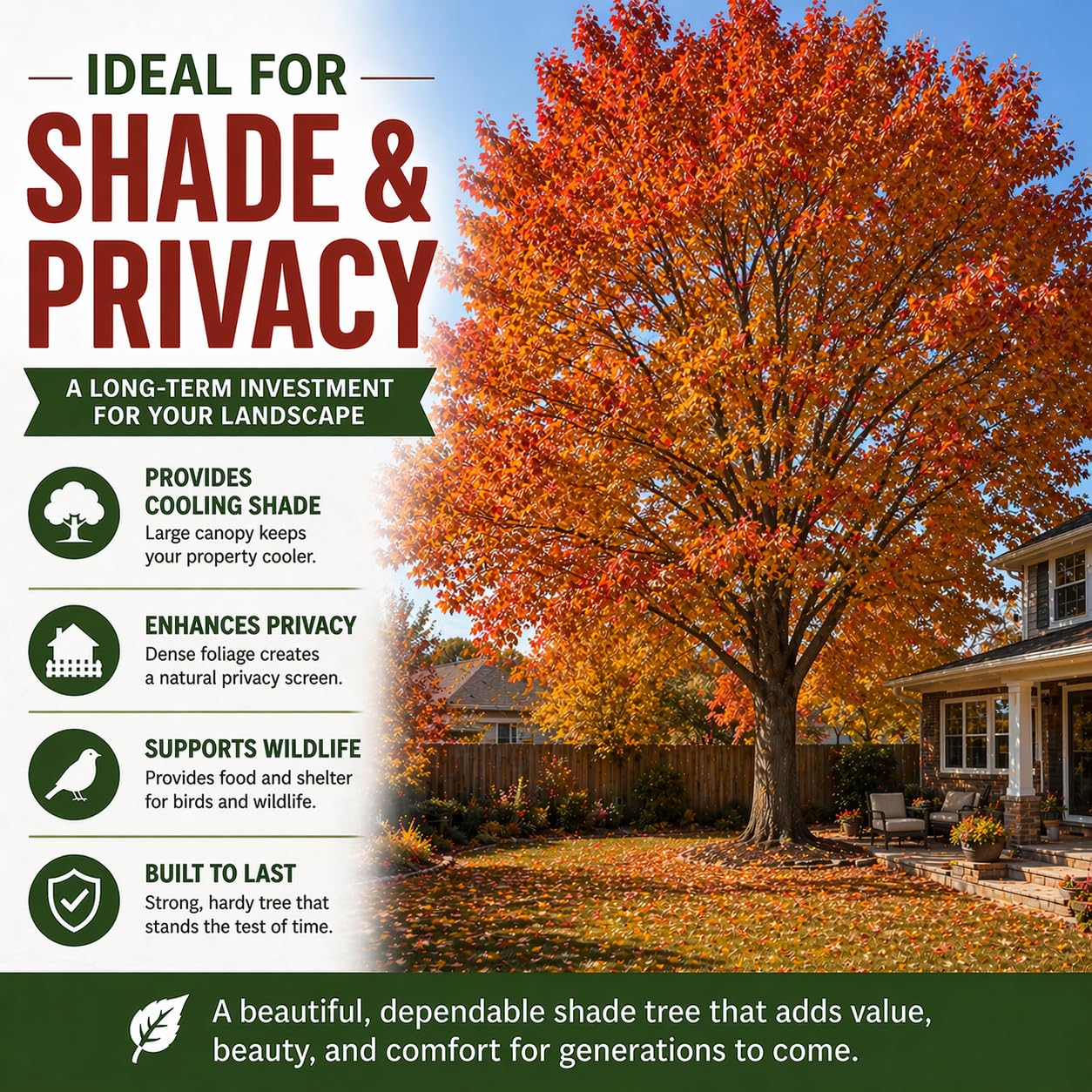 3 Pack Red Oak Trees (Quercus rubra) – Live Fast Growing Shade Trees, Vibrant Red Fall Foliage, Hardy Landscape Trees for Yard & Garden