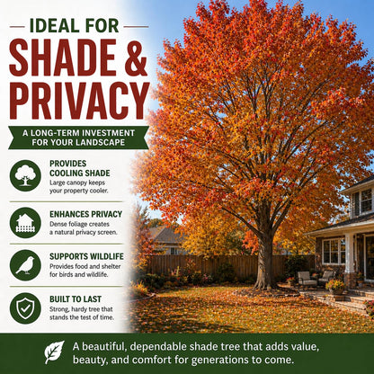 3 Pack Red Oak Trees (Quercus rubra) – Live Fast Growing Shade Trees, Vibrant Red Fall Foliage, Hardy Landscape Trees for Yard & Garden