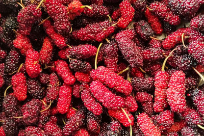 Starter Live Plants of Red Mulberry Tree - Beautiful All Year Round - USDA Zones 4 to 8 (2 Plants)