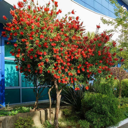 Live Plant - Red Cluster Bottlebrush Callistemon Citrinus-Small Rooted Starter Plant