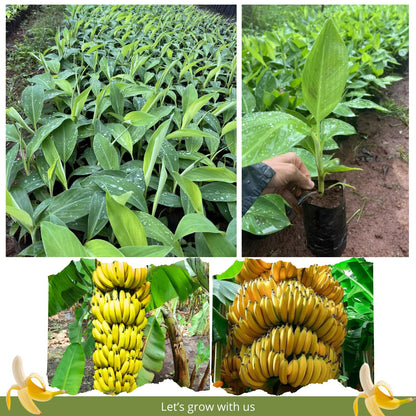 Dwarf Cavendish Banana Tree Live Plant, Cold Hardy Banana Plant Live, Tropical Banana Fruit Seedling, Well Rooted 4-8 Inch Tall