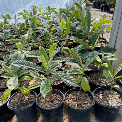 Golden Loquat Tree Live Plant, Grafted Loquat Tree, 10 to 14 Inc, Loquat Plant Live for Growing Outdoor Indoor, Half Gallon Pot