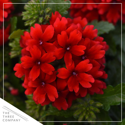 Live Flowering Verbena - Shades of Red (3 Plants Per Pack) - Healthy Flowering Plant - Beautiful Spring Color - 10" Tall by 5" Wide in 1Qt Pot