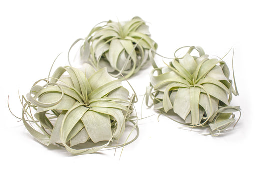 Tillandsia Xerographica Air Plant Set (3 Pack), Tillandsia Air Plants Live Large Indoor Plants Live Houseplants, Exotic Plants for Succulent Terrarium, Succulents Plants Live Plants by Plants for Pets