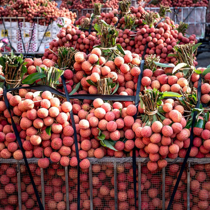 Live Sweetheart Lychee Fruit Tree, Perennial Tropical Lychee Fruit Trees, 3-4 Feet Tall in 3 Gallon Pot for Oudoor Garden, No Ship to CA