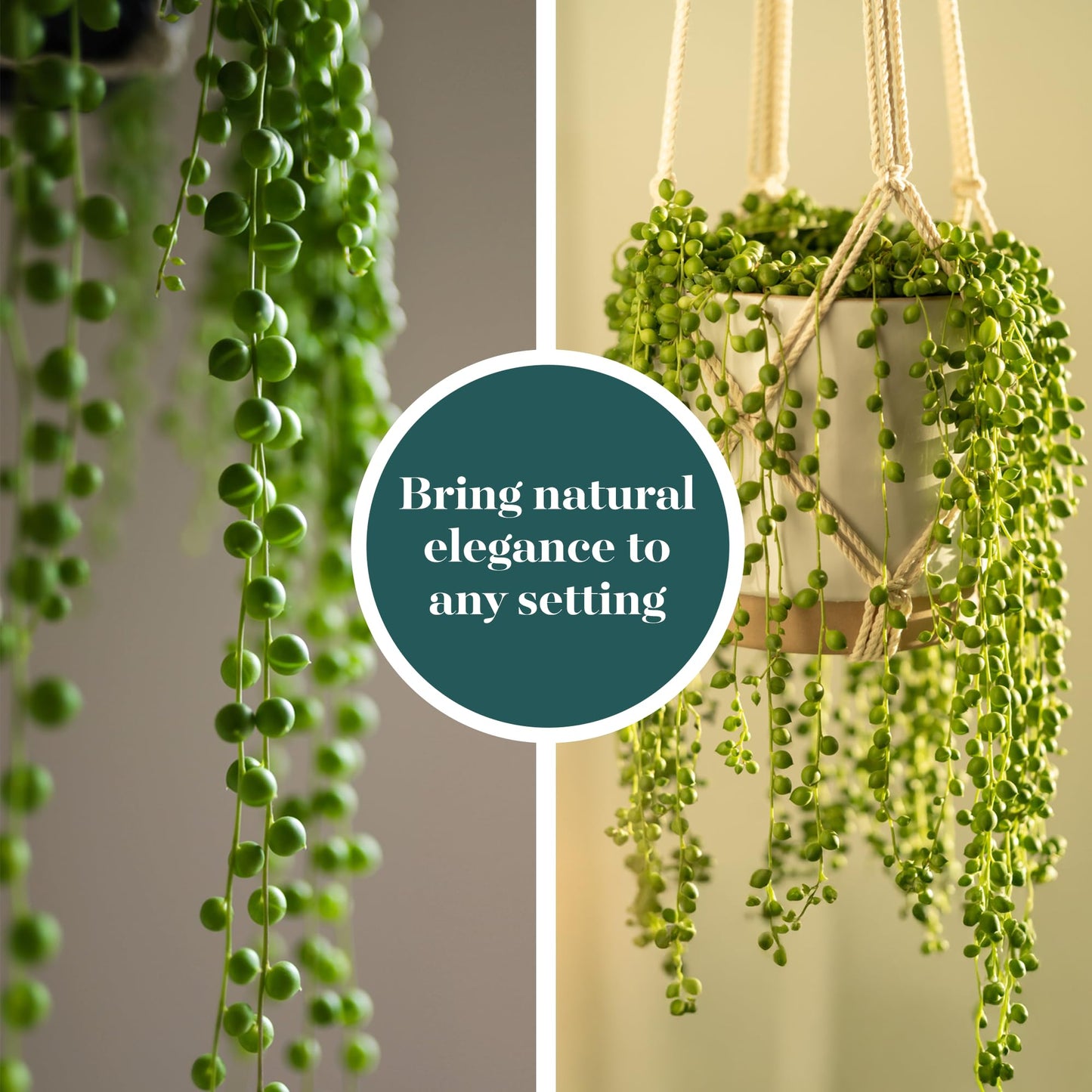 Shop Succulents String of Pearls Succulent Plant 2" Grow Pot Pack of 12