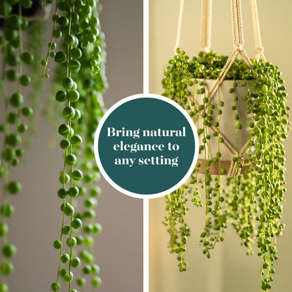Shop Succulents String of Pearls Succulent Plant 2" Grow Pot Pack of 12