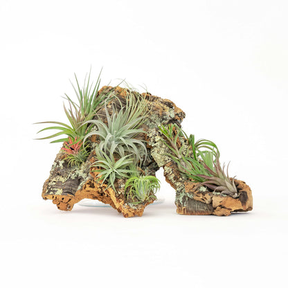 Large Natural Cork Bark DIY Kit with Five Assorted Air Plants, Glue and Hook - Live Tillandsia Succulent House Plant - Wholesale and Bulk - Easy Care Indoor and Outdoor Plants