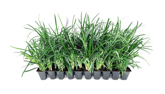 Super Blue | 3 Live Plants | Liriope Muscari | Ground Cover Plant, Ornamental Grass, Drought Tolerant, Low Maintenance, Evergreen Foliage, Purple Flower Spikes, Shade Garden Favorite, Easy to Grow