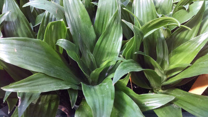 Dracaena Janet Craig Bush - Live Plant in a 8 Inch Pot - Dracaena Deremensis 'Janet Craig' - Beautiful Low Light Indoor Houseplant
