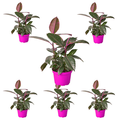 6 Pack Ficus Elastica 'Tineke' in 6in Pot - Live Plants Tropical Houseplants | Variegated | USA Growers | The Snobby Leaf