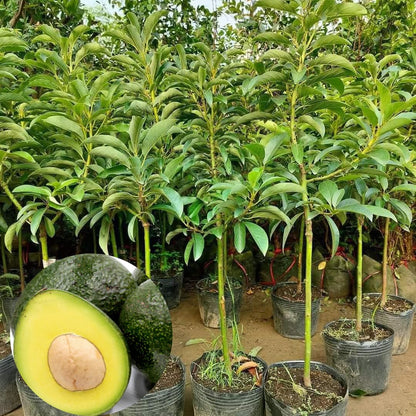 2 Years Old Avocado Tree Grafted, 1-2 Feet Tall in 3 Gallon Pot,Ready to Plant and Bear Fruit (Super HASS Dwarf)