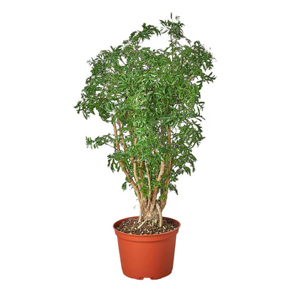 House Plant Shop | Aralia 'Ming Stump Plant' - 6" Pot | Live Indoor Plant | Easy to Care | Natural Décor Plant | Great Gifts| Free Care Guide