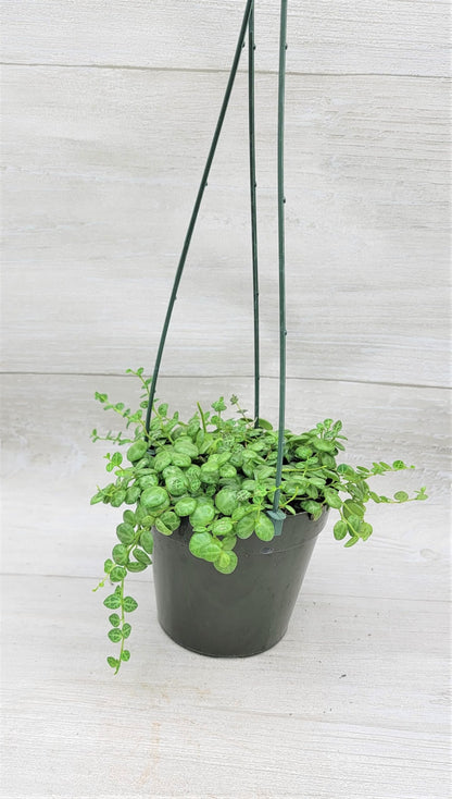 String of Turtles,Peperomia Prostrata Plant Live Rare Houseplants All Plants are Fully Rooted Plants in 4 inch Hanging Pot by 3exoticgreen