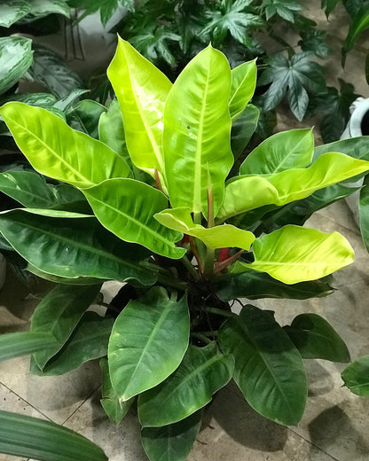 Philodendron Moonlight - Live Starter Plant - Rare and Elegant Indoor Houseplant