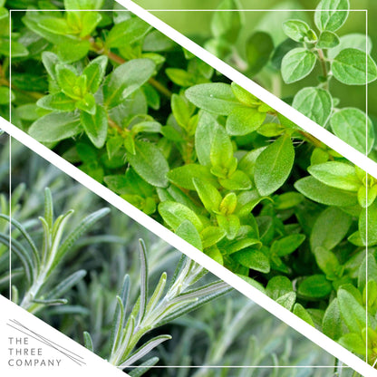 Live Aromatic and Edible Herb Assortment (Rosemary, Eucalyptus, Mint, Lemon Balm, Other Assorted Herbs), 6 Plants Per Pack