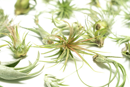 Air Plant Low Light House Plants Box 10PK, Tillandsia Air Plants Live Houseplants Live Indoor Plants Live Succulents Plants Live Terrarium Plants Live, Air Plant Holder Airplant Kit by Plants for Pets