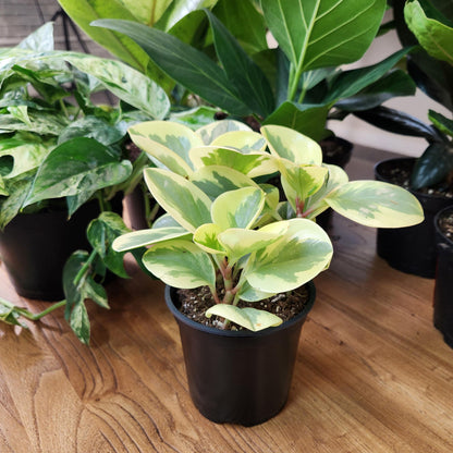 Altman Plants Deluxe Houseplants (3 Pack), Assorted Popular Live Indoor Plant Varieties, Easy Plant Care, 4.25 in Pots