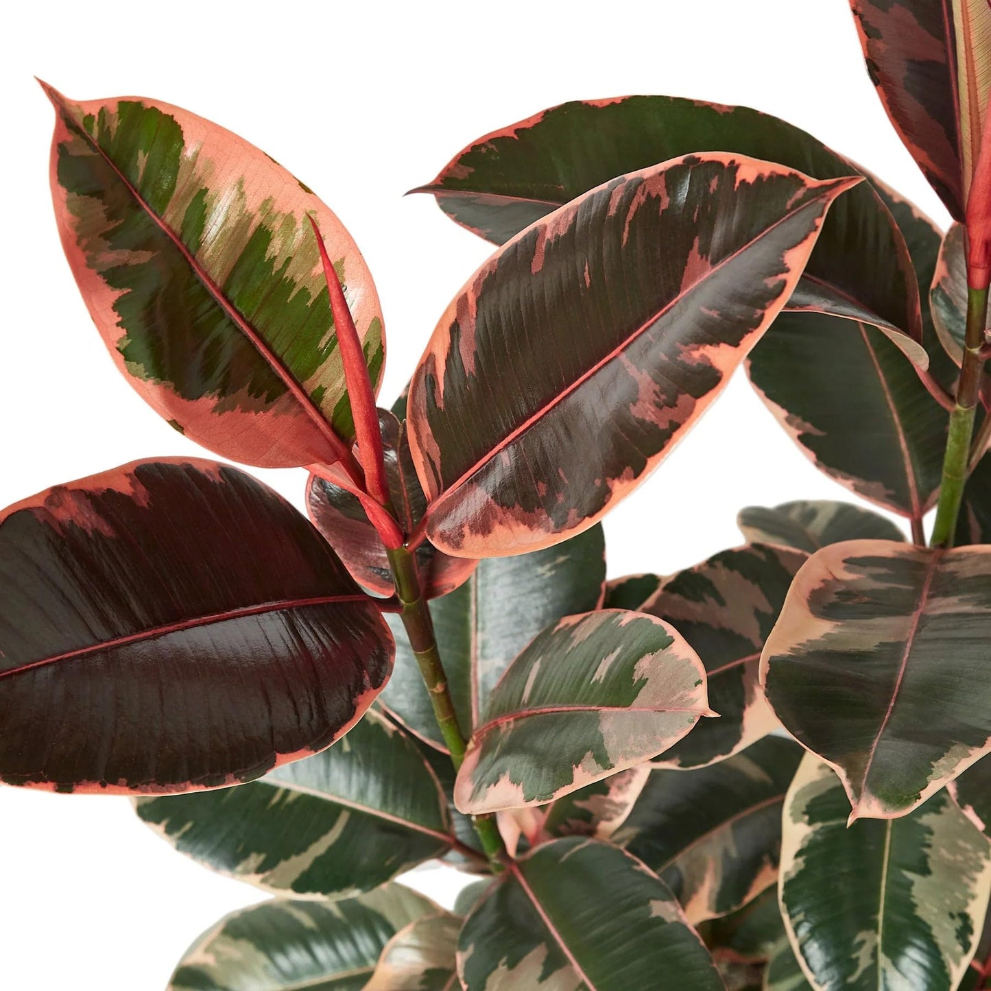 6 Pack Ficus Elastica 'Ruby Pink' in 4in Pot - Live Plants Tropical Houseplants | Variegated | USA Growers | The Snobby Leaf