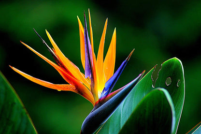 Bird of Paradise Hawaii Strelitzia Starter Plant A