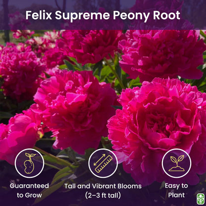 Peony Bare Root with 3-5 Eyes – Felix Supreme Peonies for Outdoor Planting – A Better Alternative to Bulbs and Seeds
