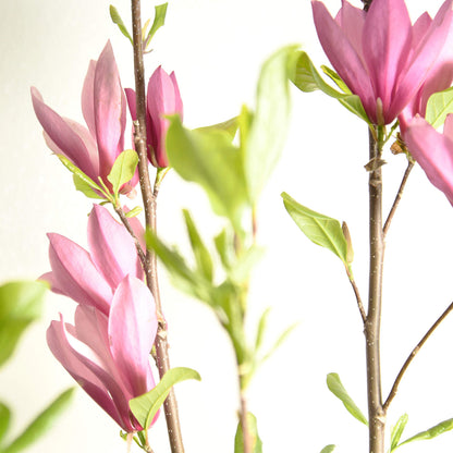 Perfect Plants Jane Magnolia Live Plant, 5 Gallon, Includes Care Guide