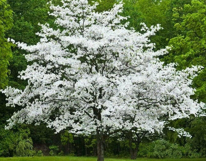 2 White Flowering Dogwood Trees - 10-18" Tall Live Plants - Ornamental Landscaping Trees - Cornus Florida - (2 Pack)