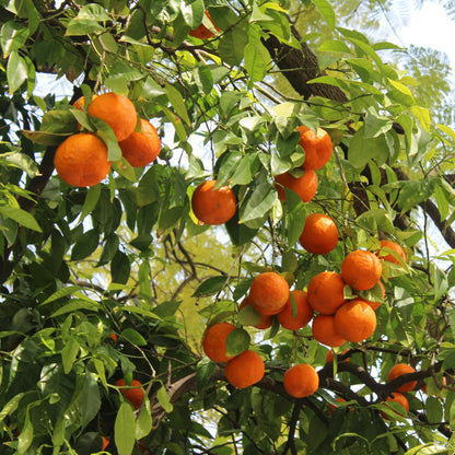 Calamansi Tree Live Plant, Calamondin Citrus Tree, Fruit Bearing Already, 2-3 Feet Tall in 3 Gallon Pot, Indoor Outdoor Planting