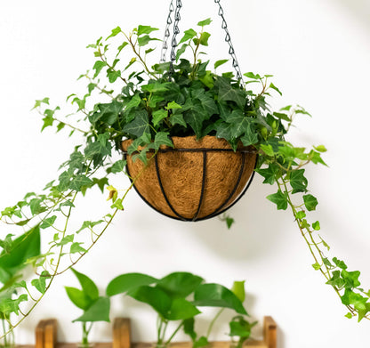 Kingbuy 8" Metal Hanging Plant Baskets with Coconut Liner (1 Pack) - Farmhouse Wire Planters Flower Pots for Plants Ferns Indoor Outdoor Balcony Patio Garden Decoration