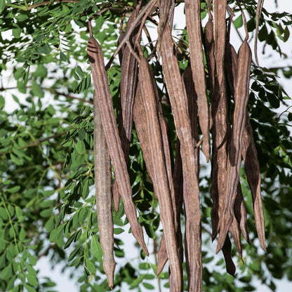 Moringa Oleifera Tree Live Plant, Malunggay Plant Live, 1 Year Old, Moringa Tree Plant Live, Drumstick Malunggay 4 Inc Pot Well-Rooted