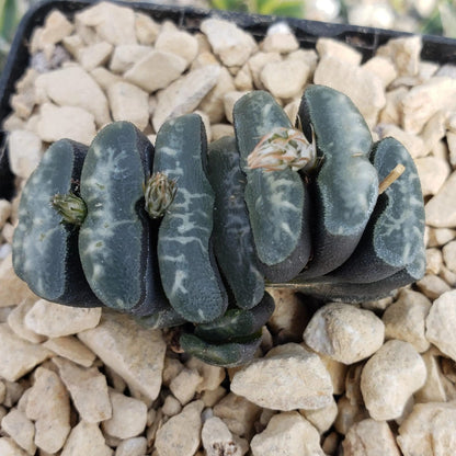 Haworthia Truncata Cacti Cactus Succulent Real Live Plant